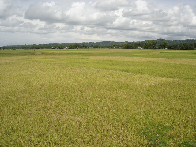 03_ricefield