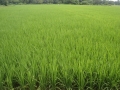 02_ricefield