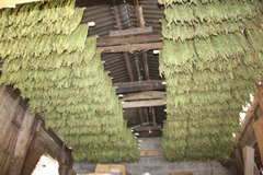 native_drying