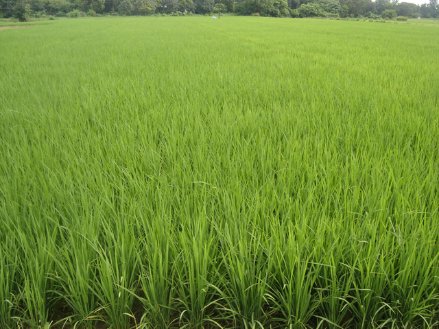 02_ricefield