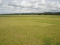 03_ricefield